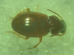 Elaphropus
