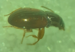 Elaphropus