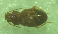 Elaphropus