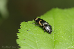 Selatosomus suckleyi