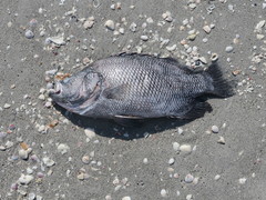 Lobotes surinamensis