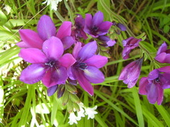 Babiana angustifolia