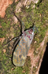 Enchophora stillifera