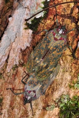 Enchophora stillifera