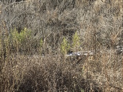 Baccharis pilularis consanguinea
