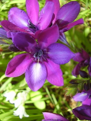 Babiana angustifolia