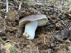 Russula murrillii