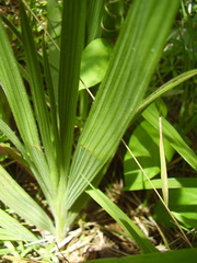 Babiana angustifolia
