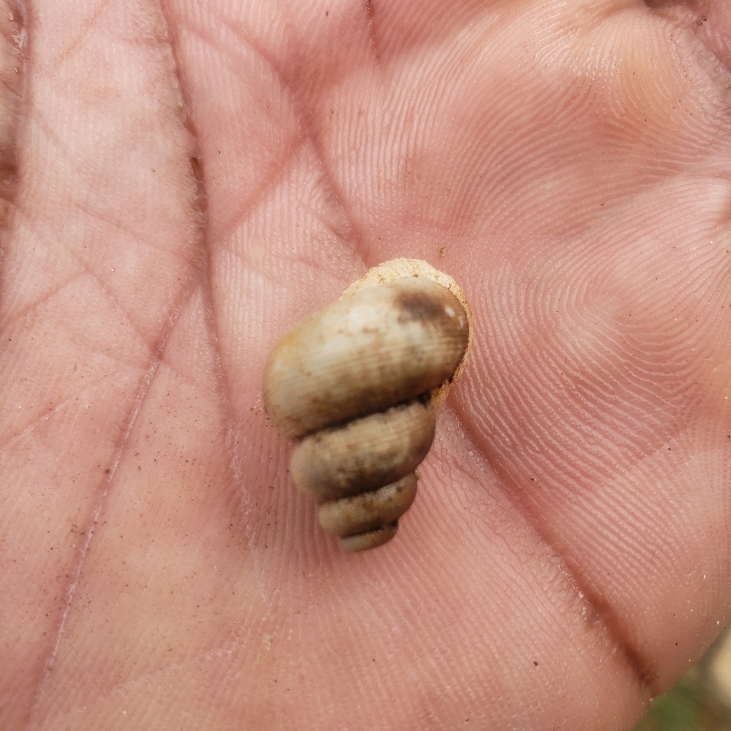 Annularia