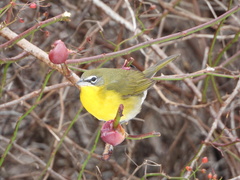 Icteria virens virens