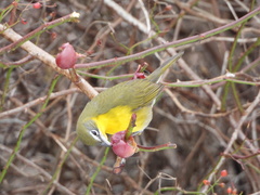 Icteria virens virens