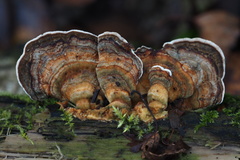 Trametes versicolor