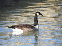 Branta canadensis