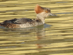 Lophodytes cucullatus