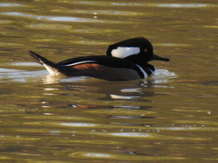 Lophodytes cucullatus