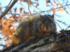 Sciurus niger