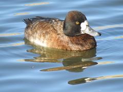 Aythya affinis