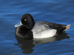 Aythya affinis