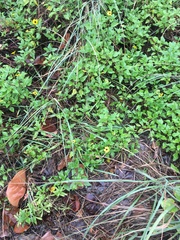 Helianthus debilis image