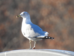 Larus delawarensis