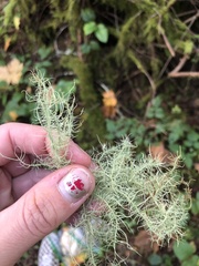 Usnea cornuta