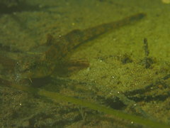 Odontopyxis trispinosa