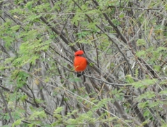 Pyrocephalus rubinus mexicanus