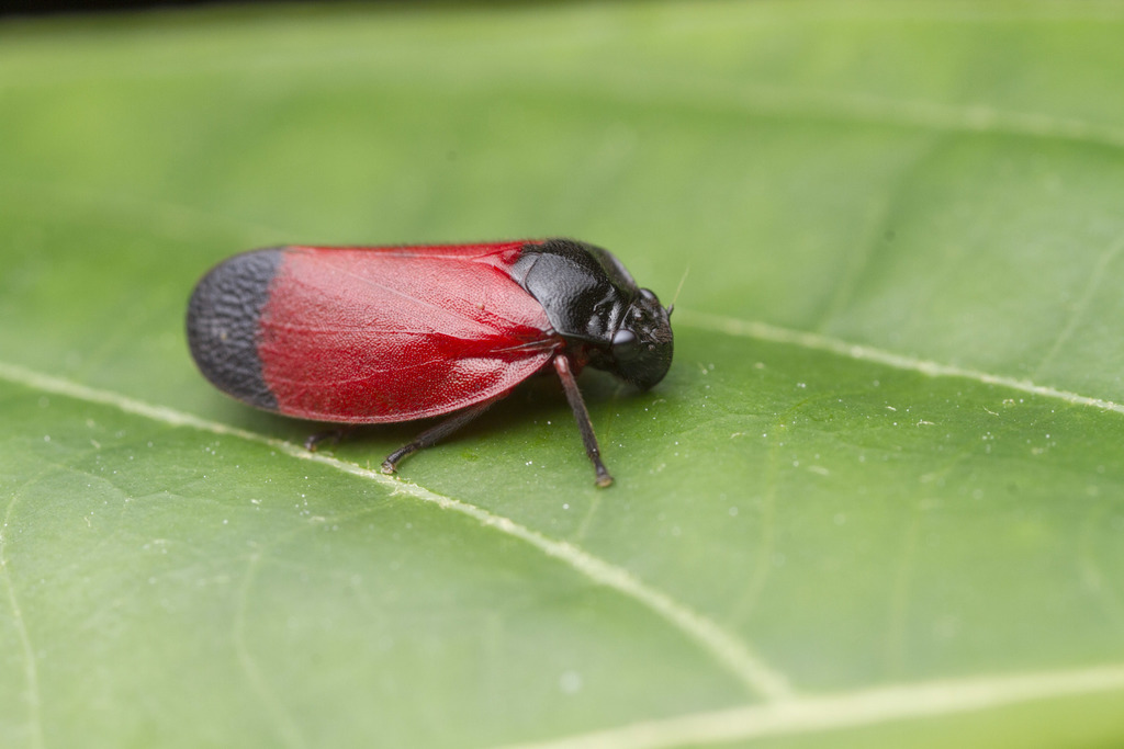 Sphenorhina conspicua