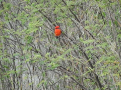 Pyrocephalus rubinus mexicanus