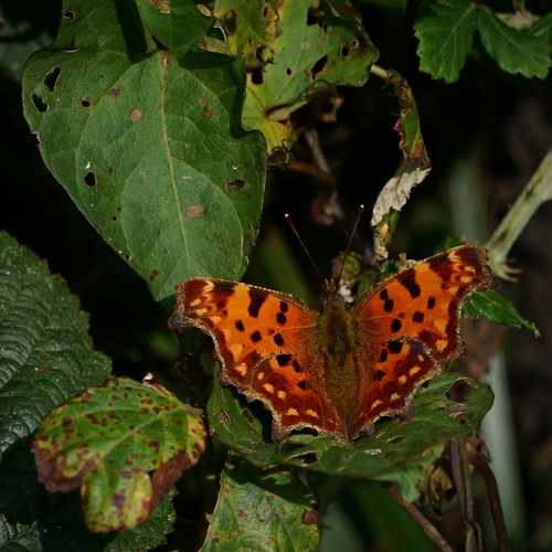 Polygonia c-album