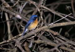 Cyornis whitei