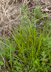 Juncus planifolius