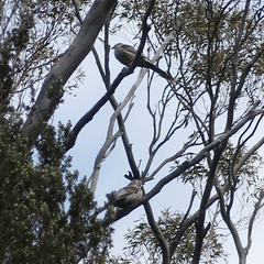 Anthochaera paradoxa