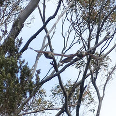 Anthochaera paradoxa