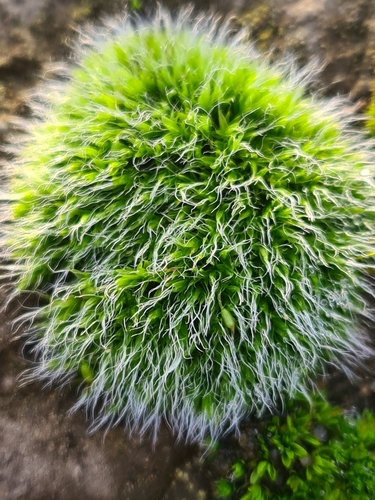 Grimmia pulvinata