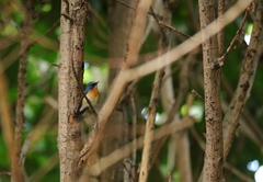 Cyornis whitei
