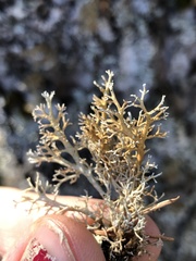 Sphaerophorus globosus