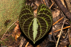 Dioscorea dodecaneura