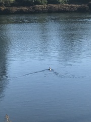 Aechmophorus clarkii