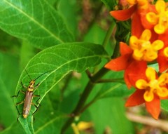 Chauliognathus sticticus