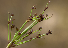 Juncus planifolius