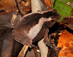 Rhinella castaneotica