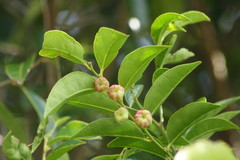 Glochidion harveyanum