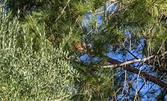 Danaus plexippus