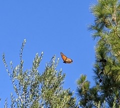 Danaus plexippus