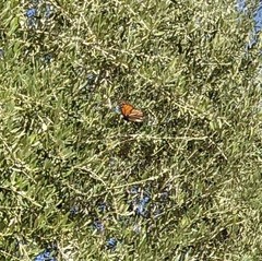 Danaus plexippus