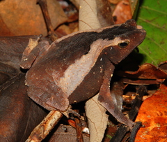Rhinella castaneotica