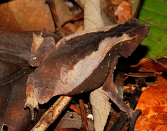 Rhinella castaneotica