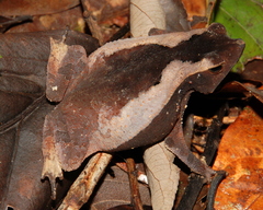 Rhinella castaneotica