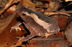 Rhinella castaneotica